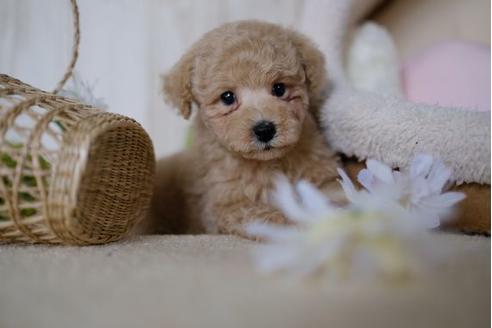 成約済の滋賀県のトイプードル-86934