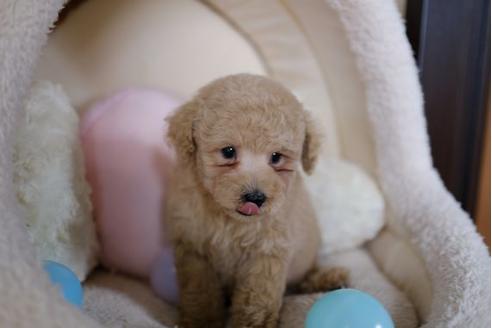 成約済の滋賀県のトイプードル-86934の4枚目