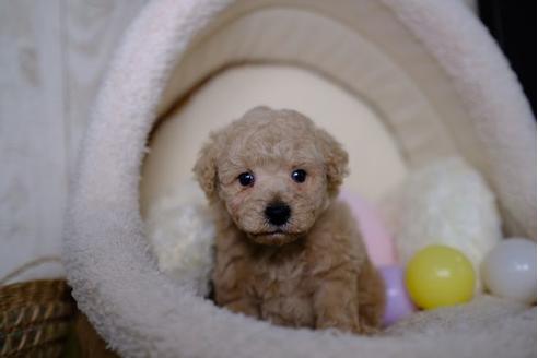 成約済の滋賀県のトイプードル-86934の3枚目