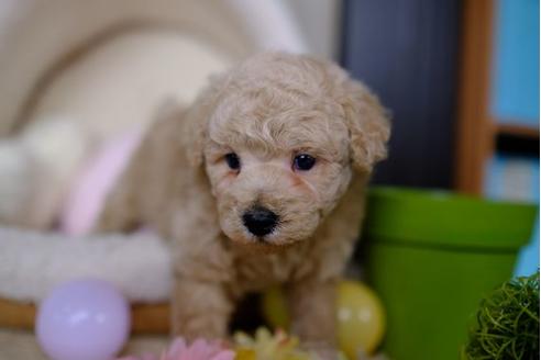 成約済の滋賀県のトイプードル-86934の2枚目