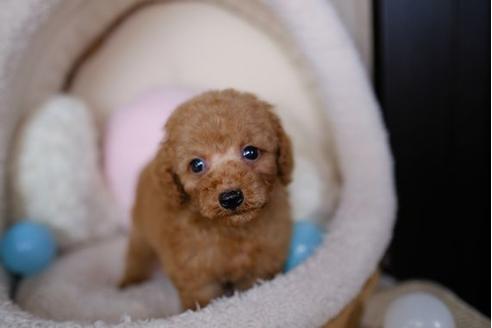 成約済の滋賀県のトイプードル-86940