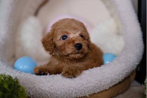 成約済の滋賀県のトイプードル-86940の5枚目