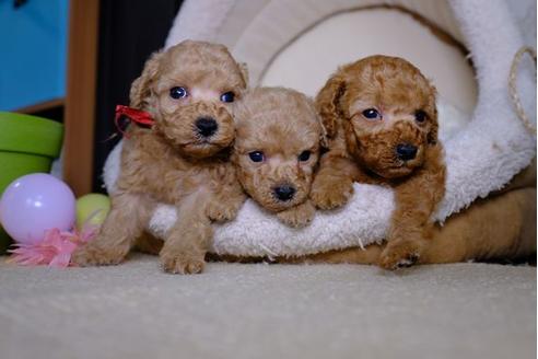 成約済の滋賀県のトイプードル-86940の4枚目