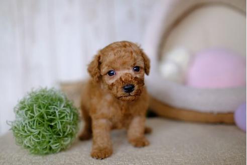 成約済の滋賀県のトイプードル-86940の3枚目