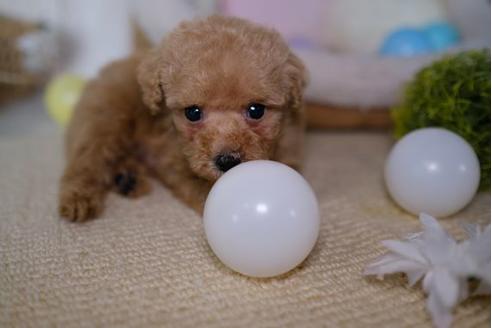 成約済の滋賀県のトイプードル-86941の1枚目