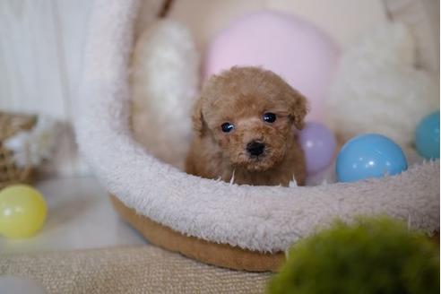 成約済の滋賀県のトイプードル-86941の5枚目