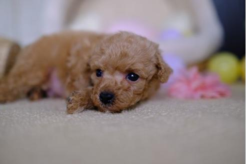 成約済の滋賀県のトイプードル-86941の2枚目