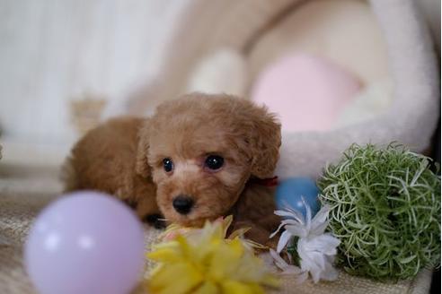 成約済の滋賀県のトイプードル-86942の1枚目