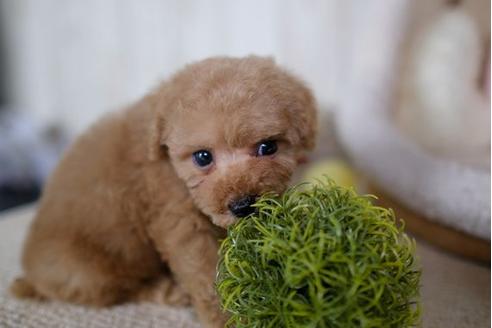 成約済の滋賀県のトイプードル-86942の5枚目