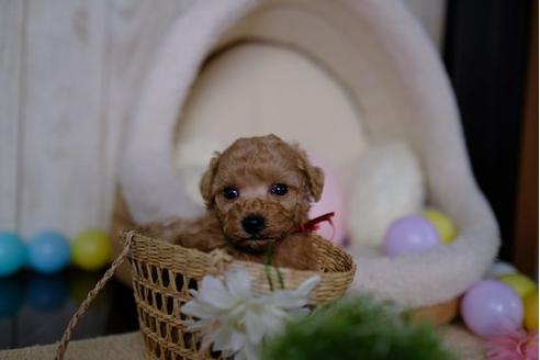 成約済の滋賀県のトイプードル-86942の3枚目