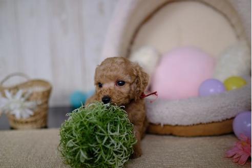 成約済の滋賀県のトイプードル-86942の2枚目