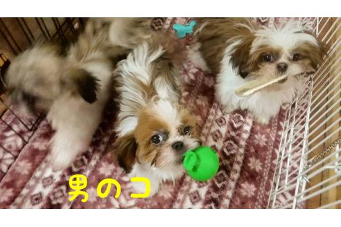 成約済の北海道のシーズー-82510