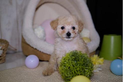 成約済の滋賀県のトイプードル-87219の1枚目