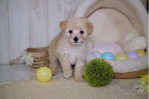 成約済の滋賀県のトイプードル-87219の5枚目