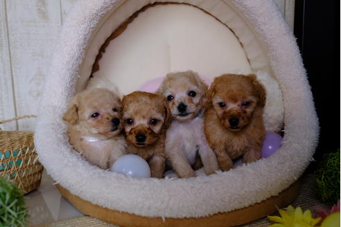 成約済の滋賀県のトイプードル-87219の4枚目