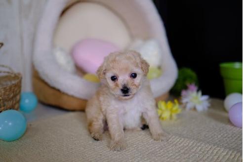 成約済の滋賀県のトイプードル-87219の3枚目