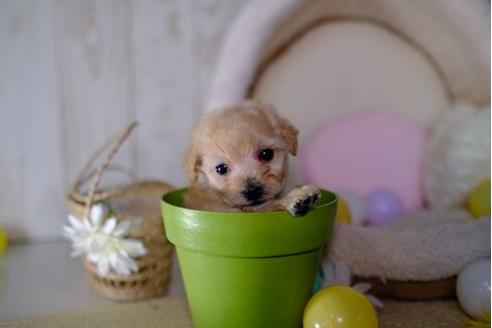 成約済の滋賀県のトイプードル-87219の2枚目