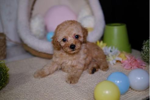 成約済の滋賀県のトイプードル-87220の1枚目