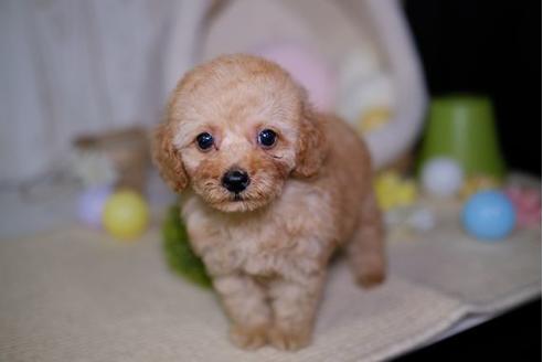 成約済の滋賀県のトイプードル-87220の5枚目