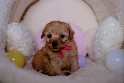 成約済の滋賀県のトイプードル-87220の3枚目