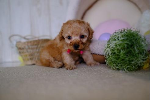 成約済の滋賀県のトイプードル-87220の2枚目