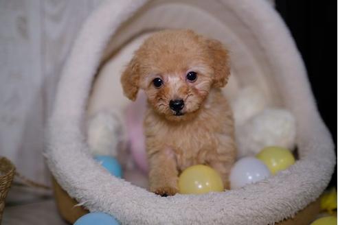 成約済の滋賀県のトイプードル-87222の1枚目