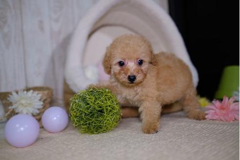 成約済の滋賀県のトイプードル-87222の5枚目