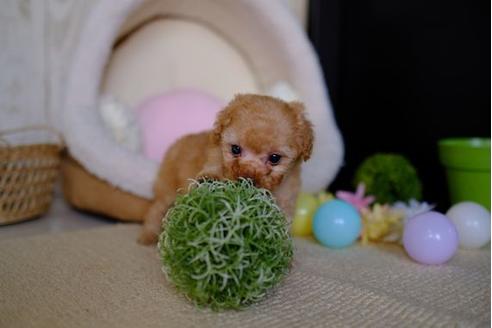 成約済の滋賀県のトイプードル-87222の3枚目