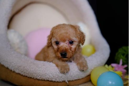 成約済の滋賀県のトイプードル-87222の2枚目