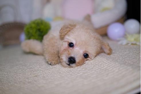 成約済の滋賀県のトイプードル-87223の1枚目