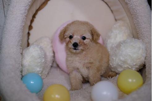 成約済の滋賀県のトイプードル-87223の5枚目