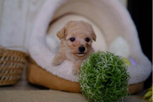 成約済の滋賀県のトイプードル-87223の3枚目