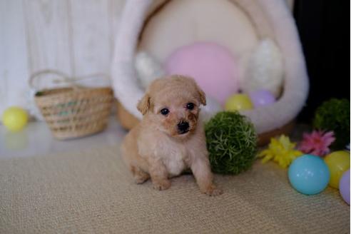 成約済の滋賀県のトイプードル-87223の2枚目