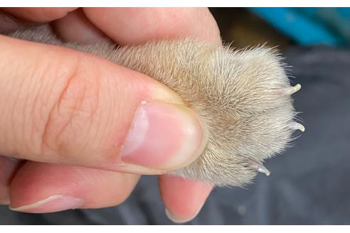 成約済の山梨県のパグ-86714の2枚目