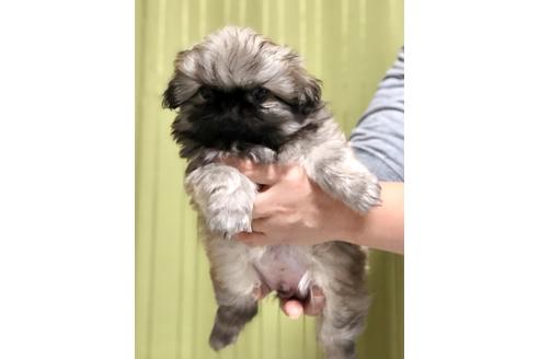 成約済の埼玉県のペキニーズ-86098