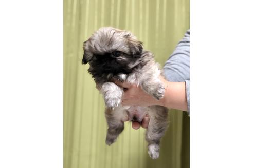 成約済の埼玉県のペキニーズ-86098の4枚目