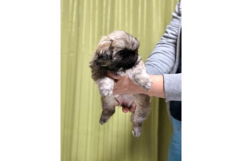 成約済の埼玉県のペキニーズ-86098の3枚目