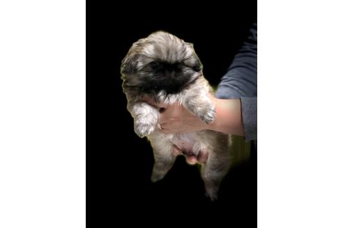 成約済の埼玉県のペキニーズ-86098の2枚目