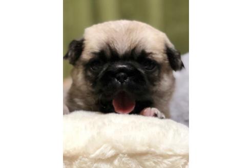 成約済の埼玉県のミックス犬-88419の5枚目