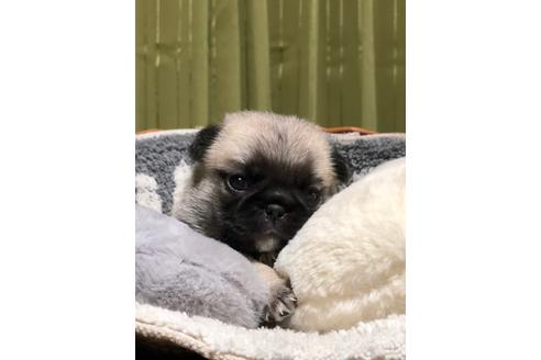 成約済の埼玉県のミックス犬-88419の4枚目