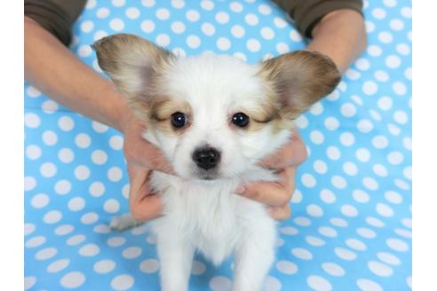 成約済の千葉県のパピヨン-88423の1枚目