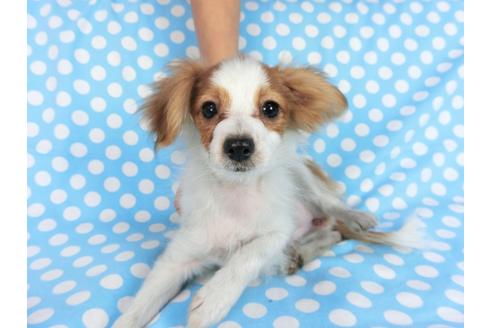 成約済の千葉県のパピヨン-82851の1枚目