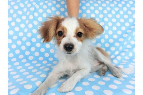 成約済の千葉県のパピヨン-82851の4枚目