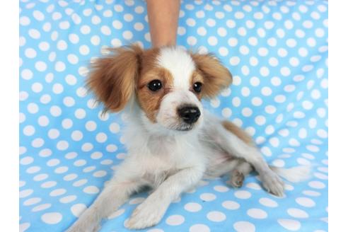 成約済の千葉県のパピヨン-82851の3枚目