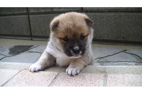 成約済の福岡県の豆柴-86774の5枚目