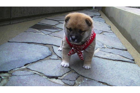 成約済の福岡県の豆柴-86774の4枚目