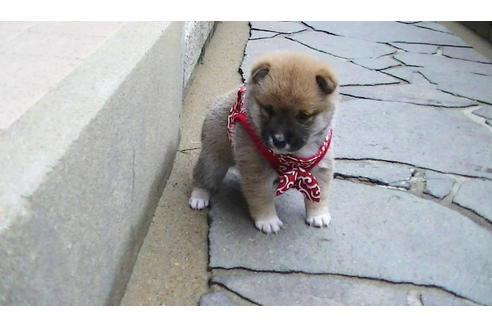 成約済の福岡県の豆柴-86774の3枚目