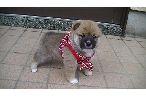 成約済の福岡県の豆柴-86774の1枚目