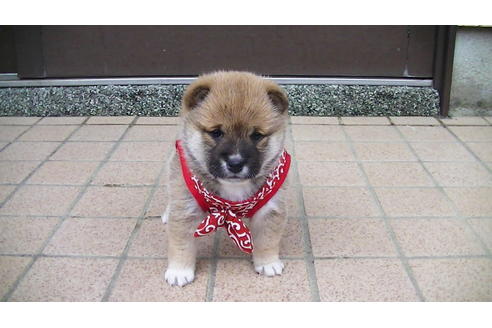 成約済の福岡県の豆柴-86774の2枚目