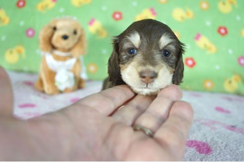 成約済の兵庫県のミニチュアダックスフンド(ロングヘアード)-88442の9枚目